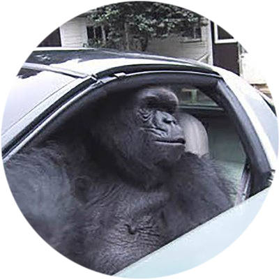 Gorilla in a car